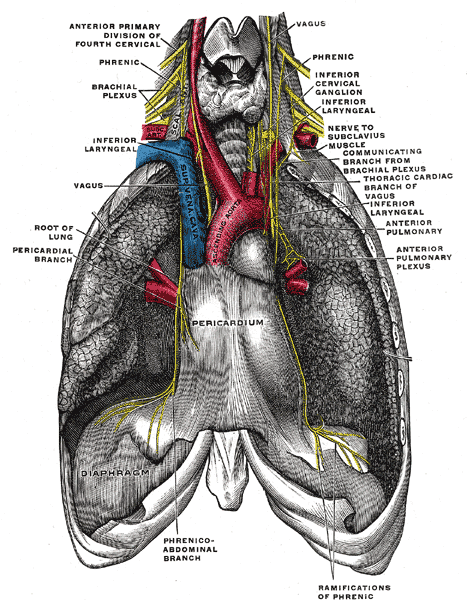 Vagus nerve and associated branches (Yellow)